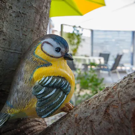 House Kala 브로다리카