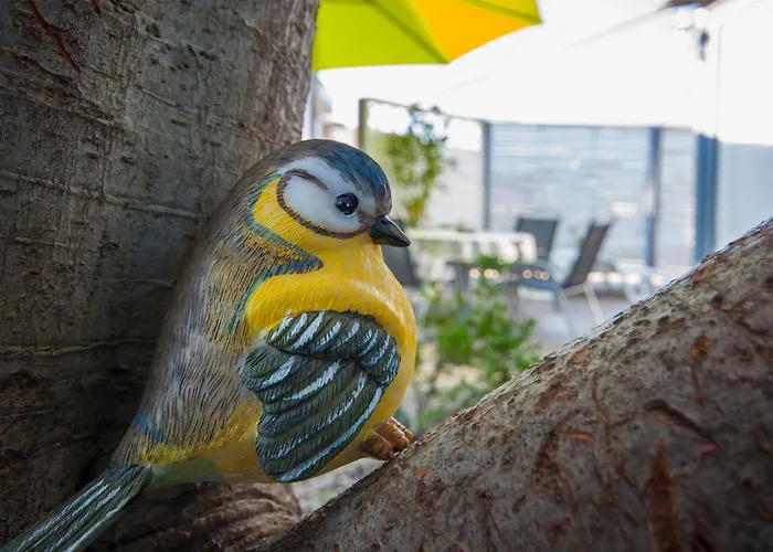 House Kala 브로다리카